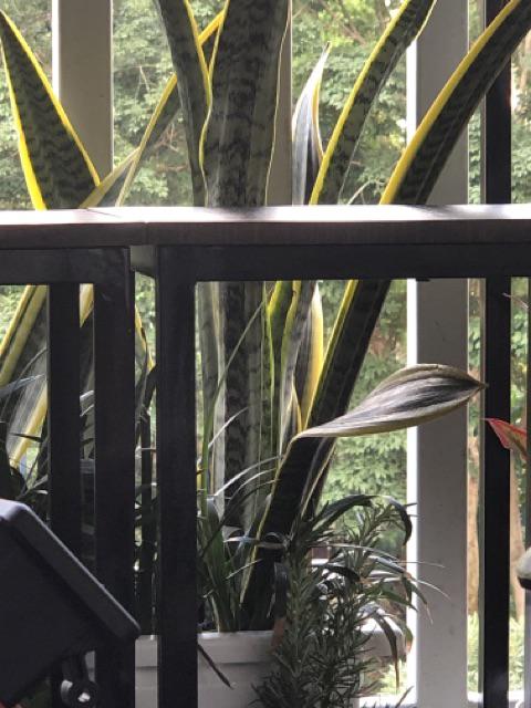 Tanaman Herbal Anti Nyamuk Rosemery