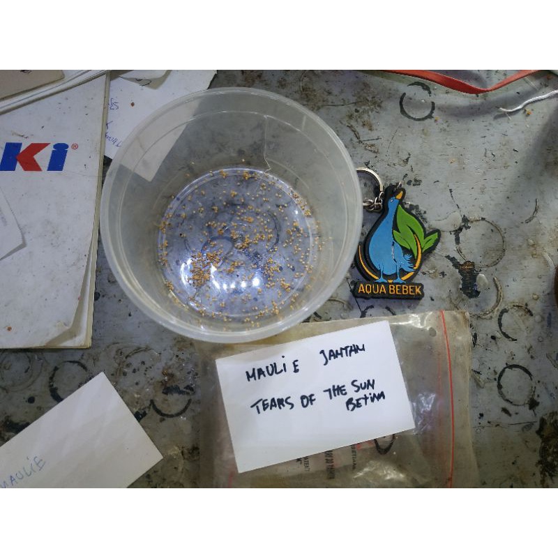 biji keladi maulie dan tears of the sun