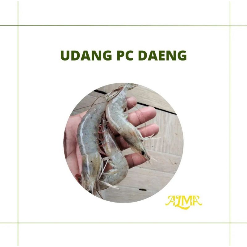 

UDANG PC DAENG / UDANG