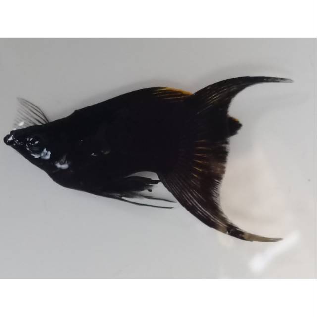 Black molly balon lyretail
