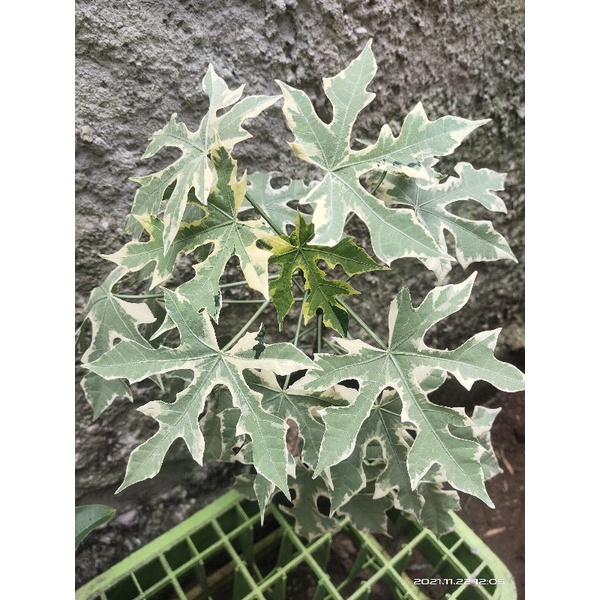 pepaya jepang varigata