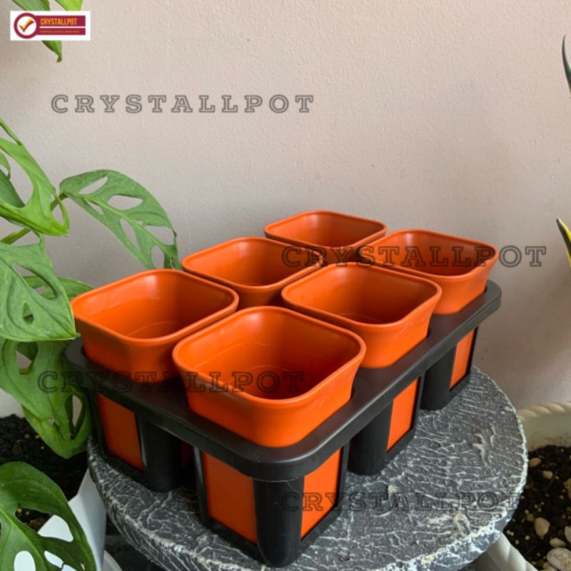 1 set Tray + pot bunga nkt kotak 8 cm MERAH BATA | tray semai bibit