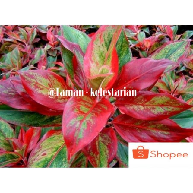 Tanaman hias hidup aglonema lipstik / aglonema merah /bunga aglonema red aglaonema murah bunga hidup