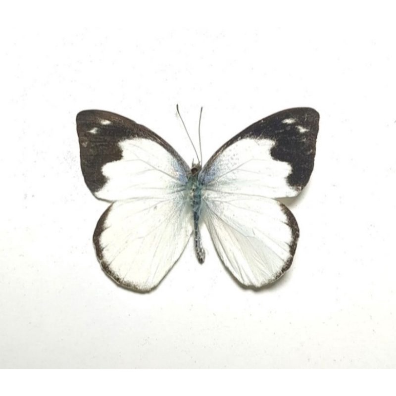 AWETAN KUPU KUPU A. LEPTIS