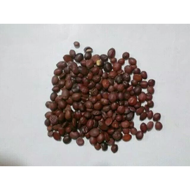

10 G 50 GR 100 GRAM 酸枣仁 SUAN ZAO REN SEMEN ZIZYPHI SPINOSAE SPINE DATE JUJUBE SEED SEEDS