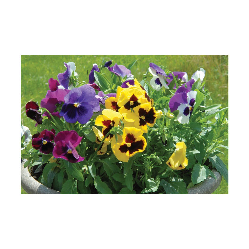 Benih-Bibit Bunga Pansy Swiss Giant Mix (Haira Seed)