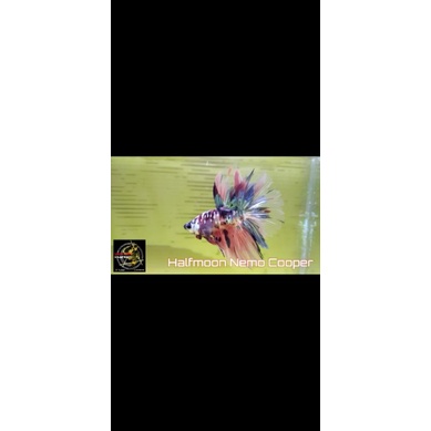 Halfmoon Nemo Cooper