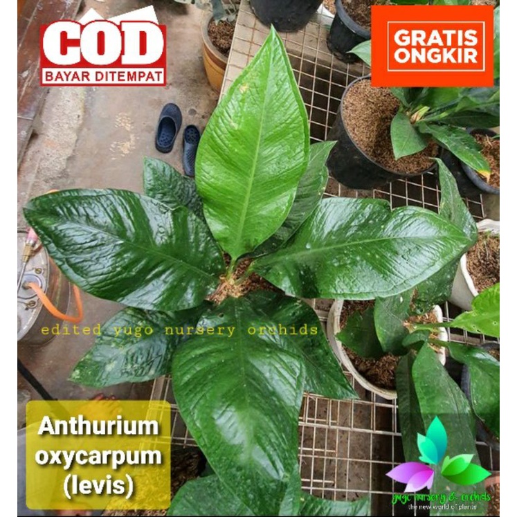 Anthurium Levis / Anthurium Oxycarpum Anturium spesies unik dan langka