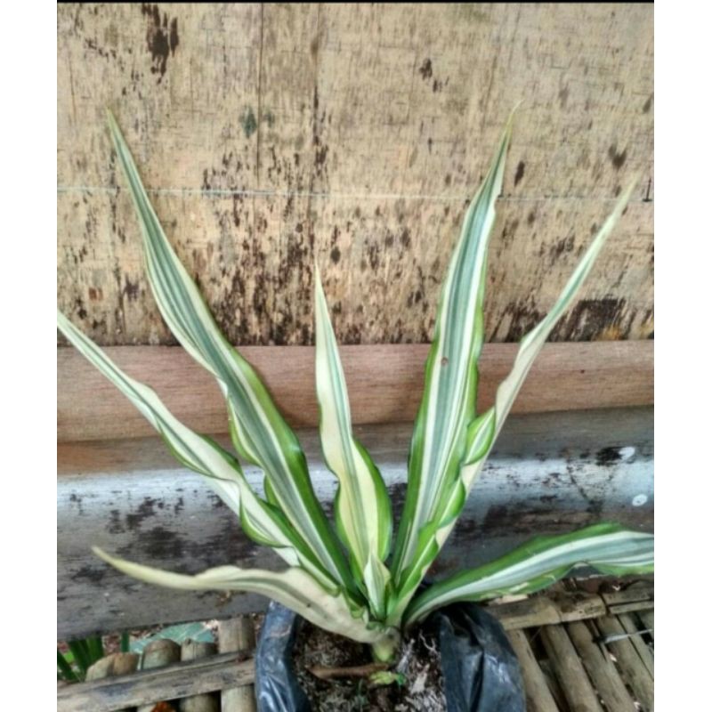 

agave varigata