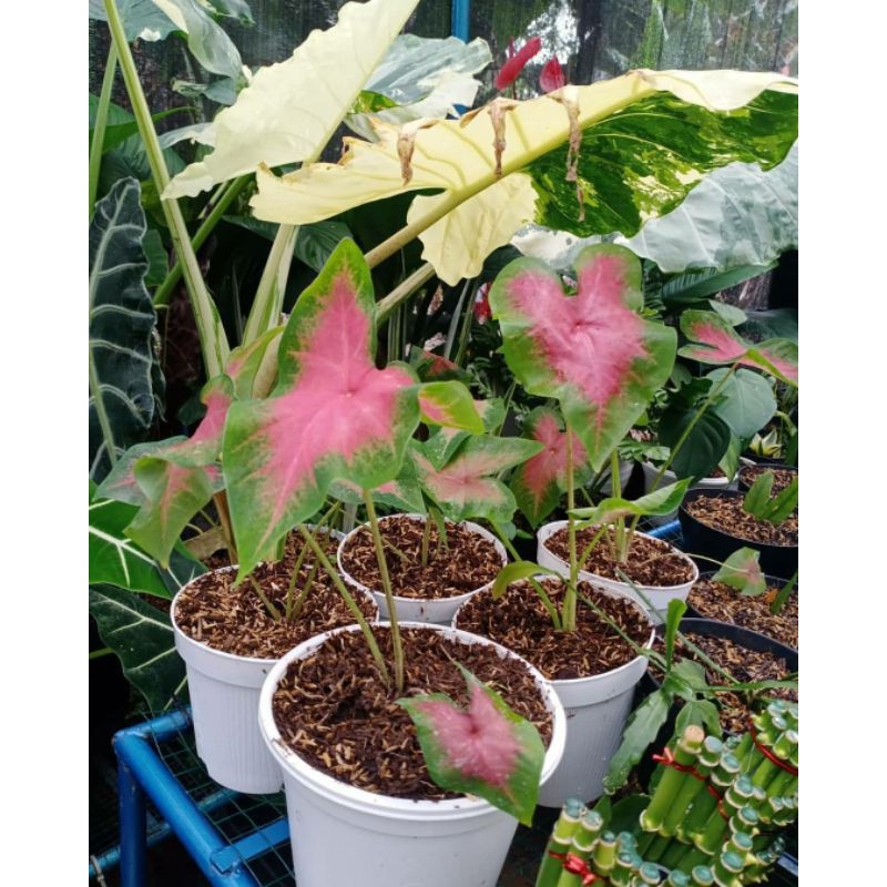 pohon keladi hias merah keladi merah