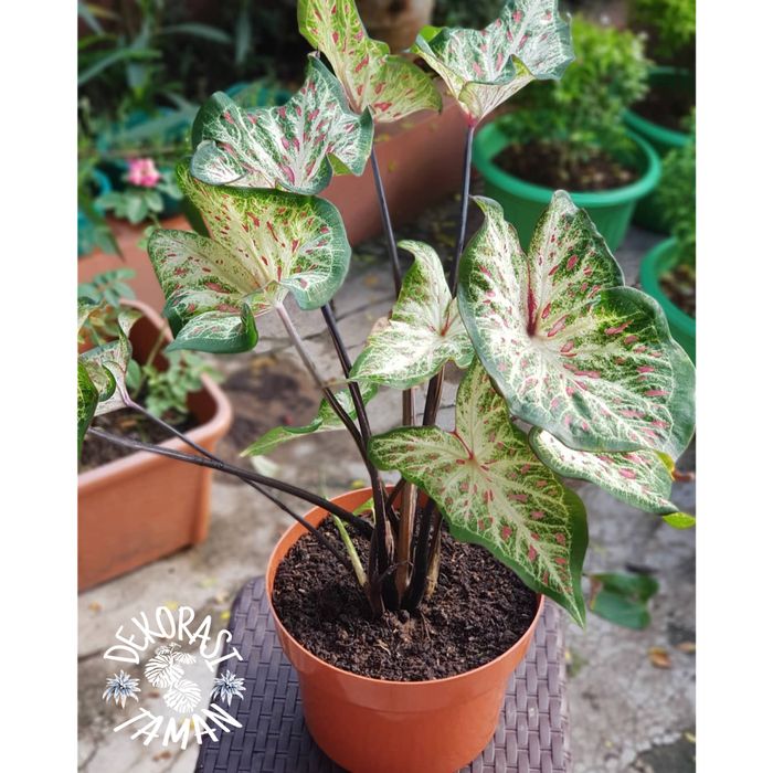 tanaman hias keladi wayang putih/ keladi batik putih/ keladi hias - Taman alamm