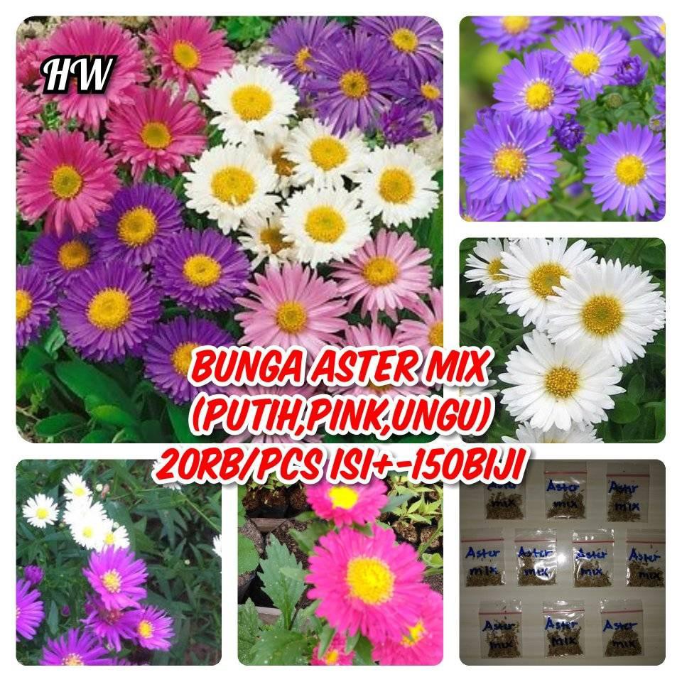 Benih Bunga Aster Mix