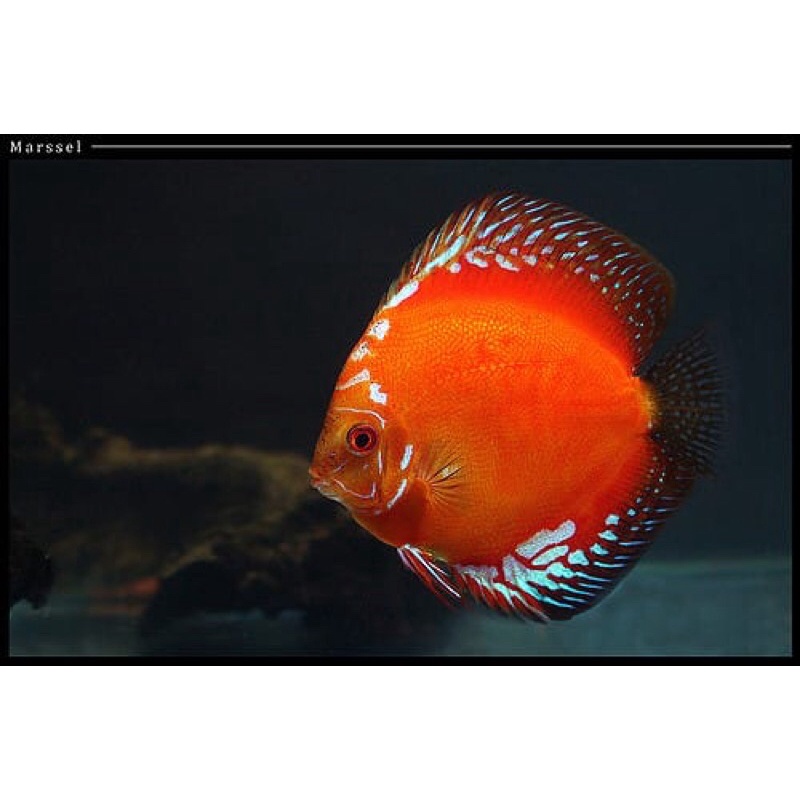 ikan discus red Malboro ukuran 2in