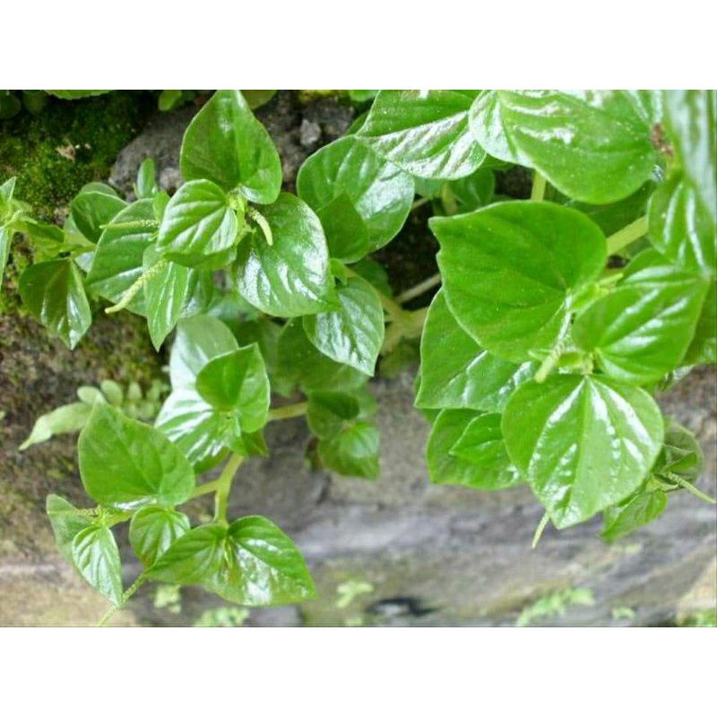 

DAUN SIRIH CINA SEGAR 300G