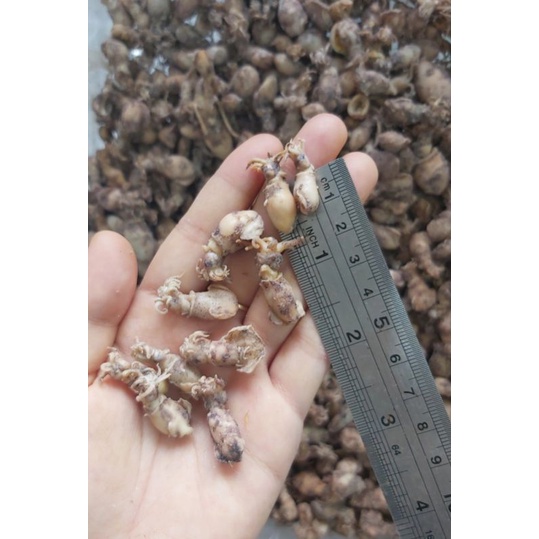 

baby Cumi telor Medan ukuran 0,5-2cm super kecil 1kg