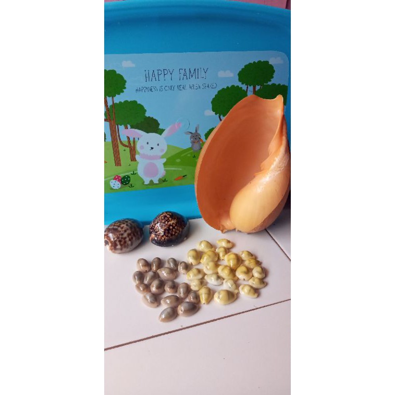 Hiasan kerang keong kuwuk buat bekel dan congkak