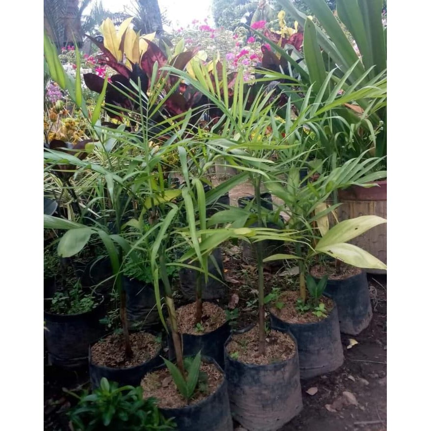 Diskon Bibit Palem Komodoria Palem Bambu Termurah