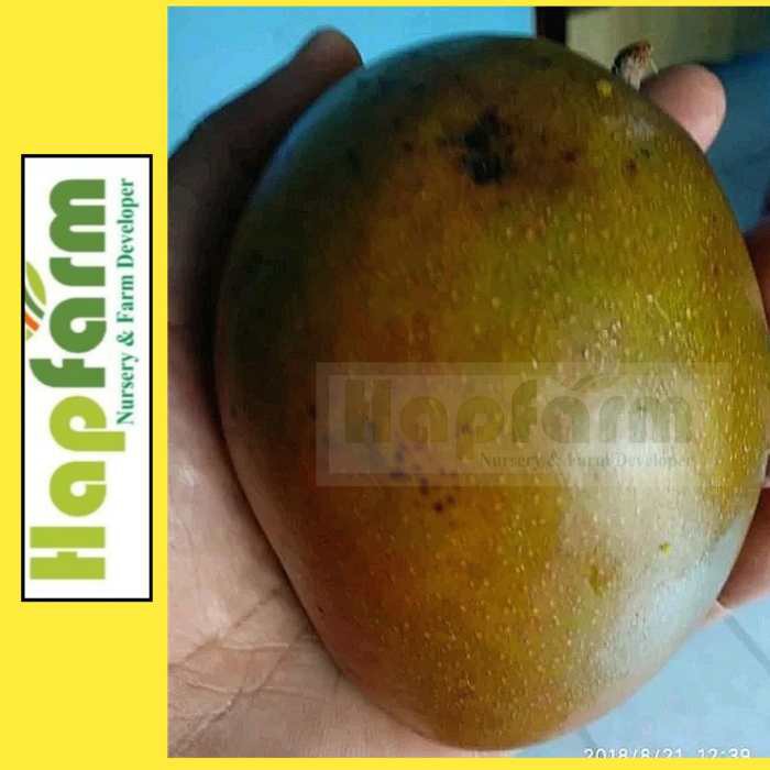ENTRES MANGGA COKLAT