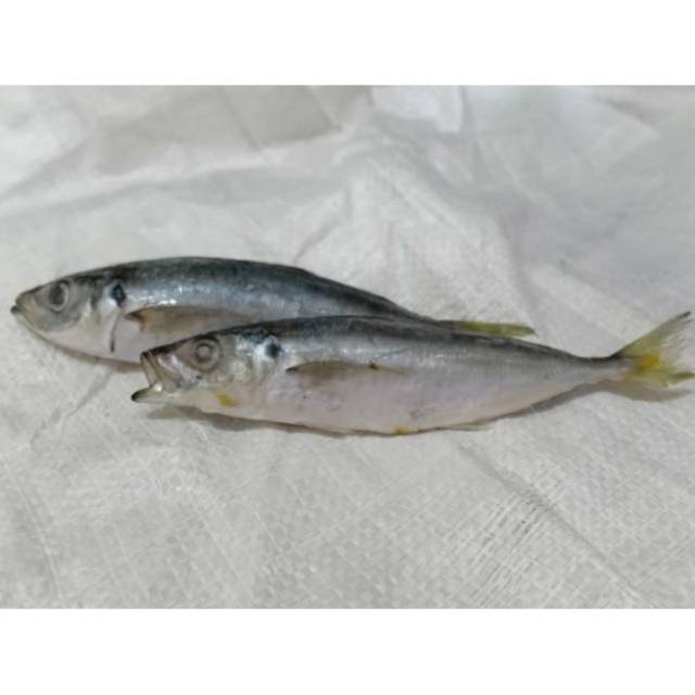 

Ikan Layang
