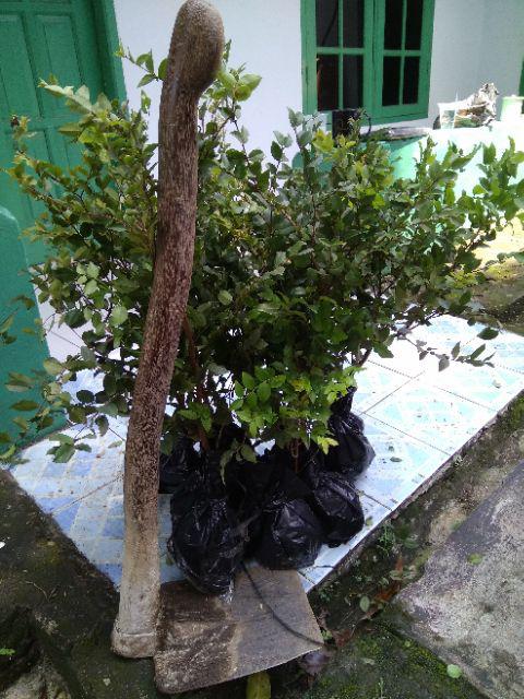 Bibit Anggur Brazil