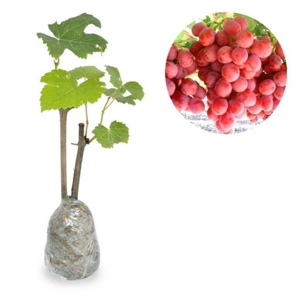 TERPERCAYA Promo bibit tanaman buah Bibit Anggur Merah KWALITAS SUPEERR