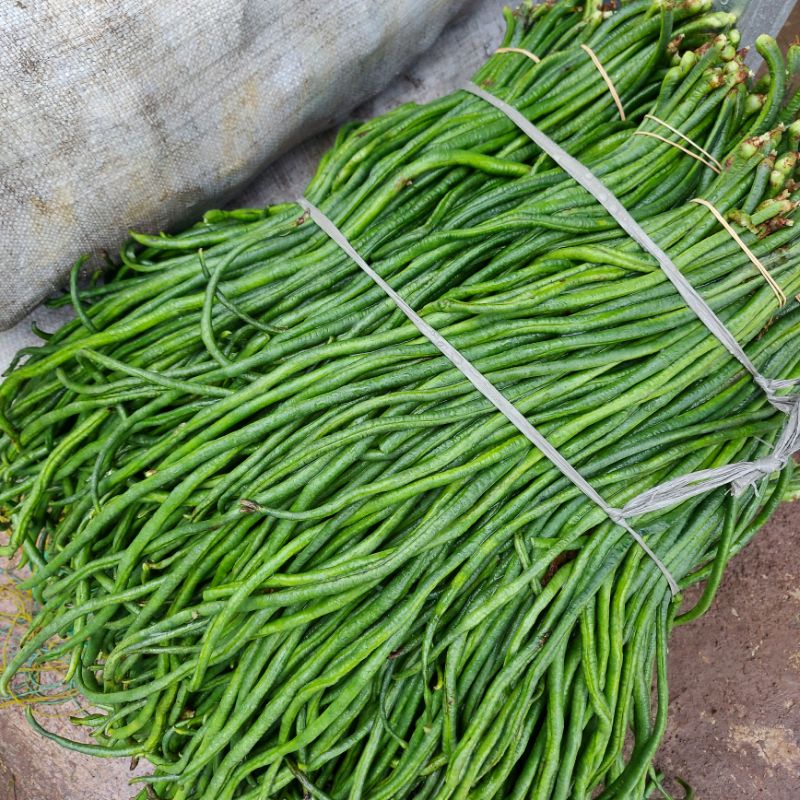 

kacang panjang