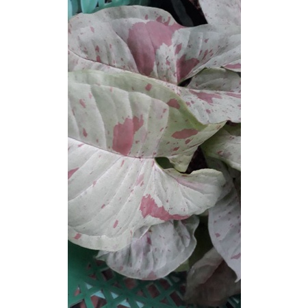 singonium milk confetti