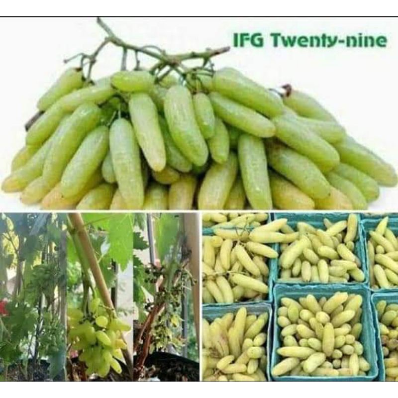 bibit anggur import IFG29 (IFG twenty nine)