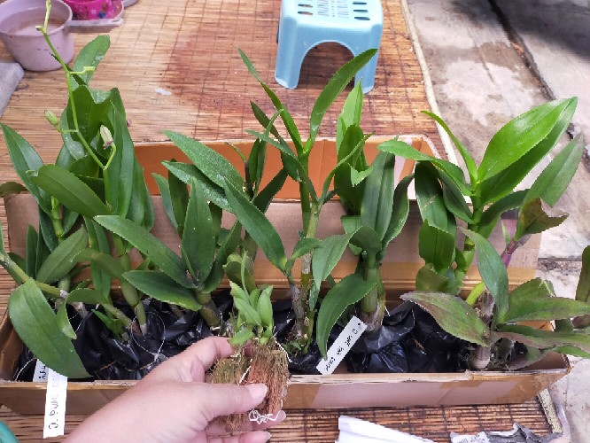 Anggrek Den White Diamon Star