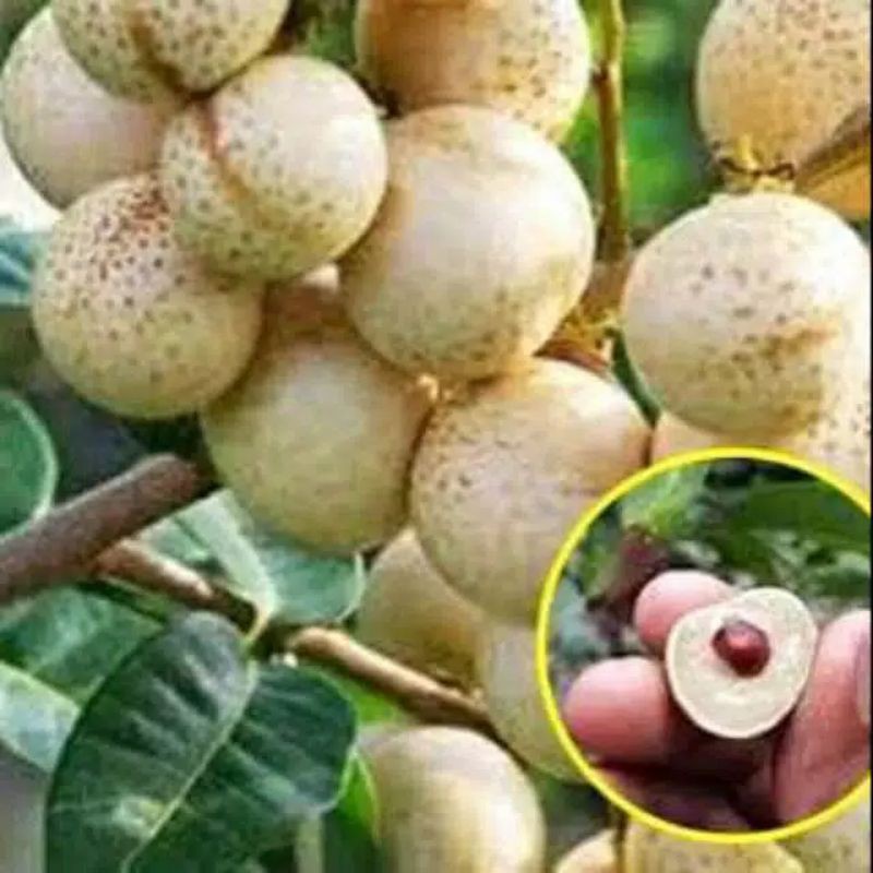 BIBIT KELENGKENG MATALADA SUPER