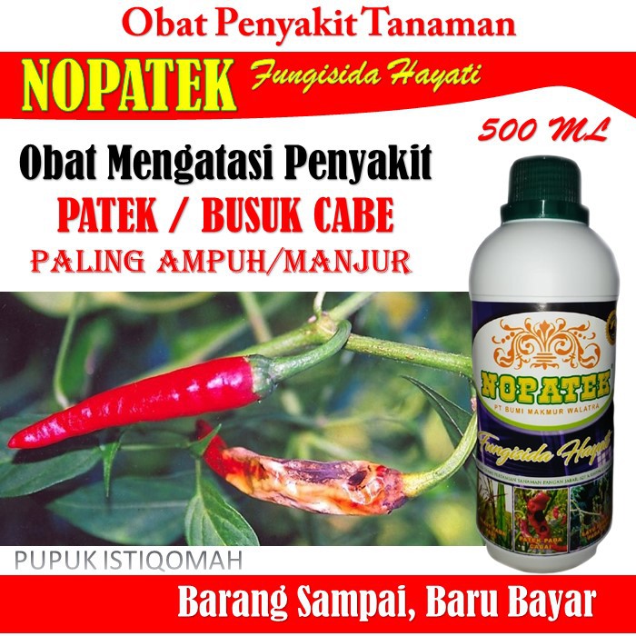 TERLARIS NOPATEK Obat Patek/Busuk Cabe - Obat NOPATEK Untuk PATEK/BUSUK Cabe - NOPATEK Fungisida Hay