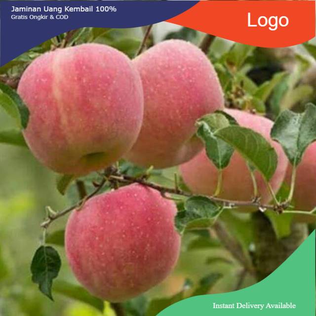 BIBIT APEL FUJI  ASLI CANGKOK
