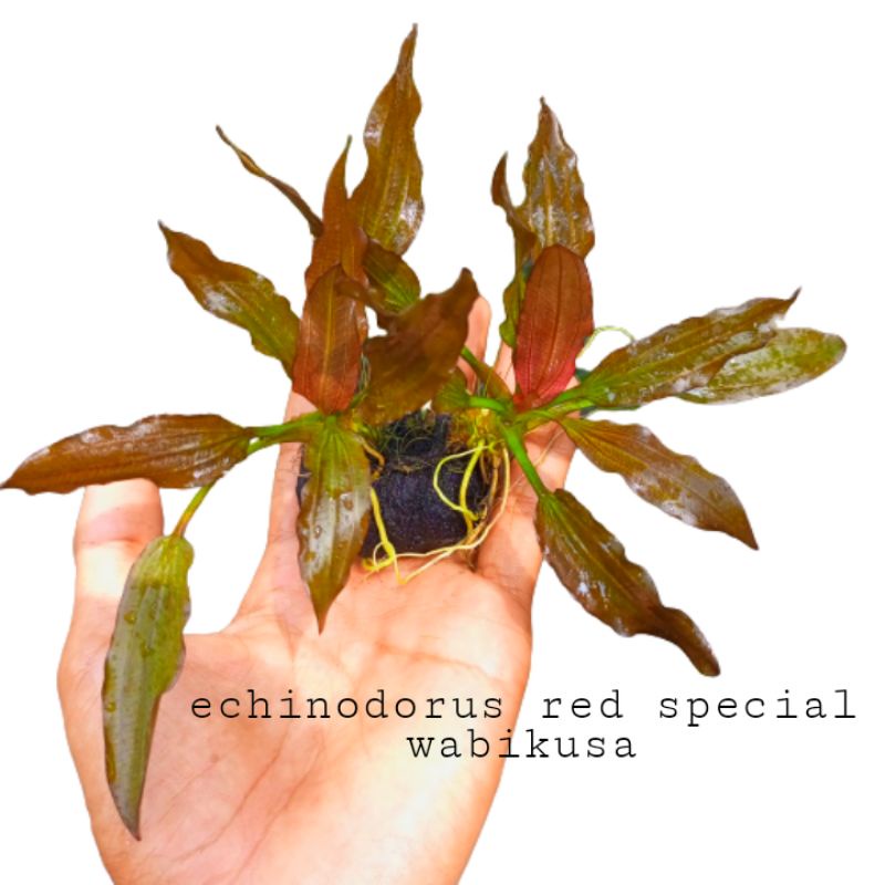 echinodorus red spesial media wabikusa tanaman aquascape