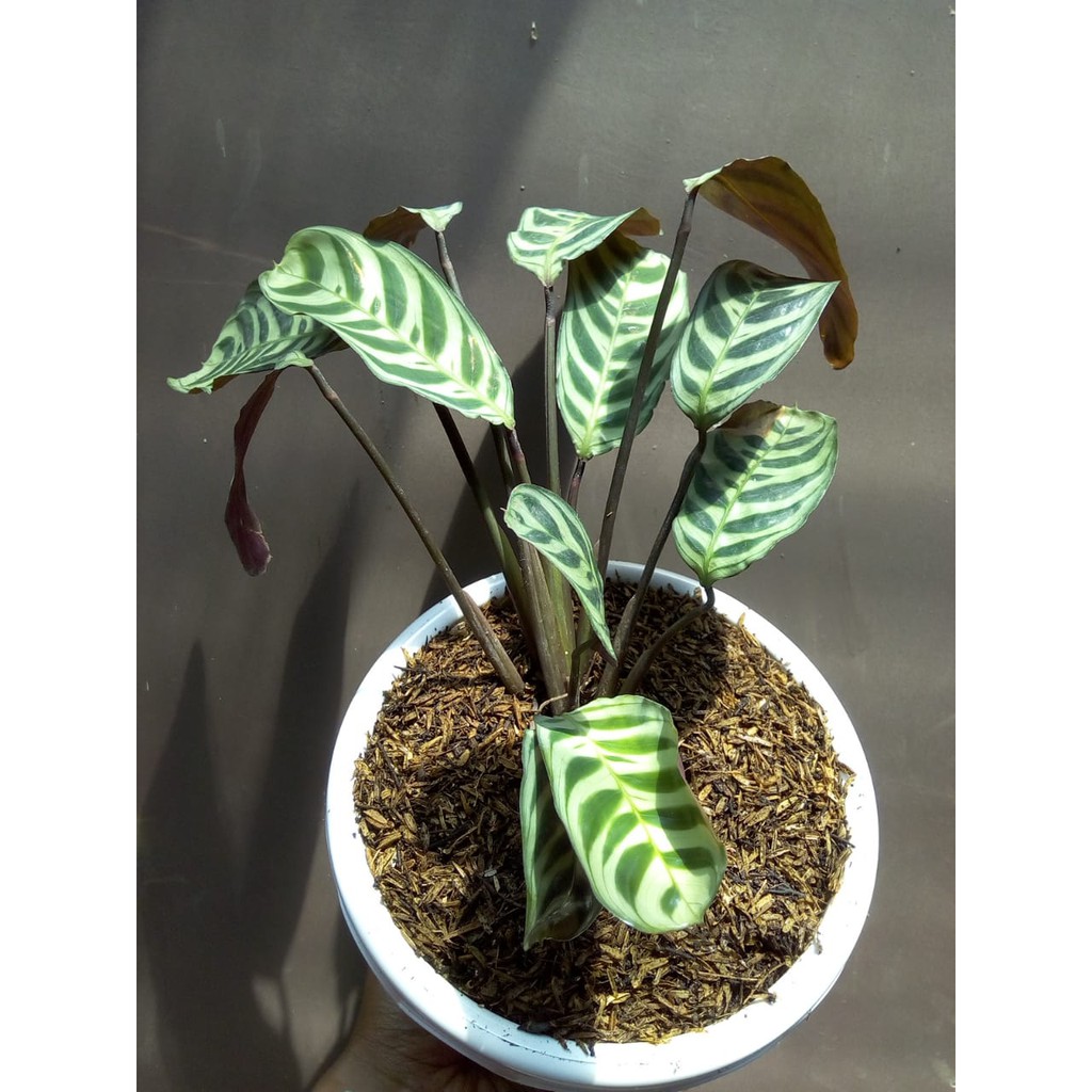 Jual Maranta Sepat Calathea Makoyana Shopee Indonesia