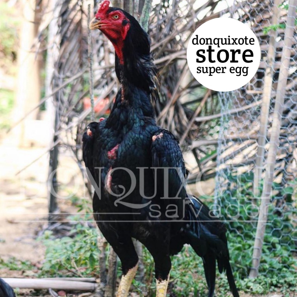 ayam bangkok shamo eropa black ori chu samo oshamo telur siap eram