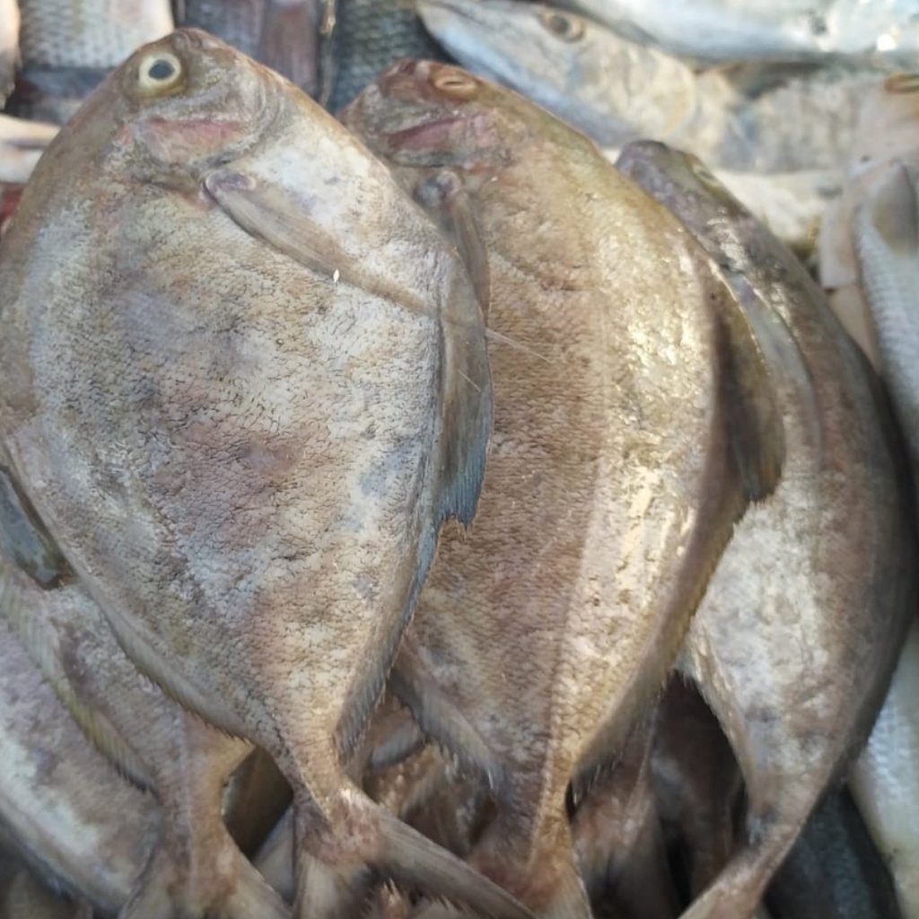 

Ikan Bawal Putih Segar 1kg Ikan Bawal Laut Ikan Segar Ikan Laut