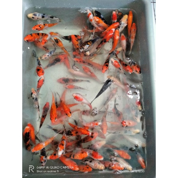 Hiasan aquarium bibitan koi Blitar random SZ 10-12cm