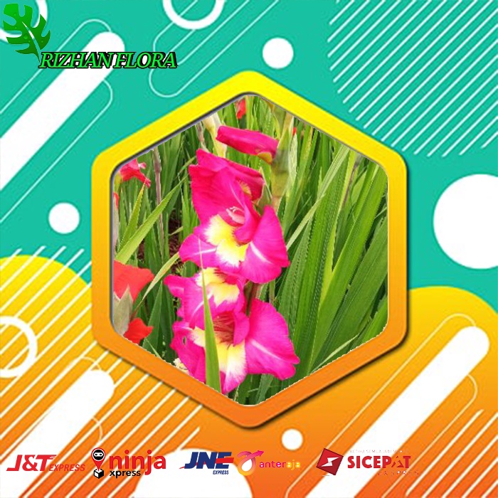 UMBI BUNGA GLADIOL UNGU