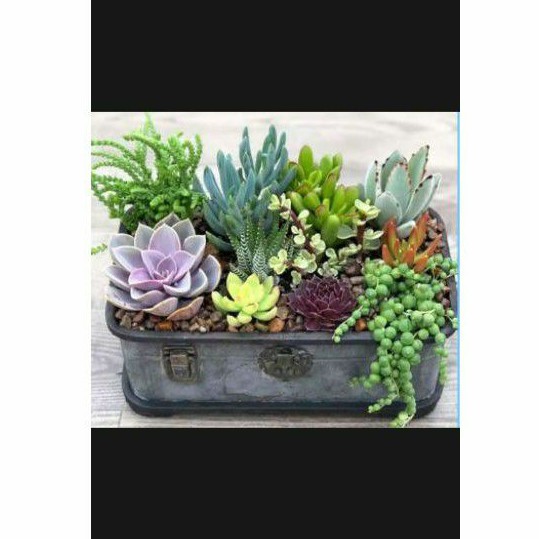 

sukulen paket 30pcs/grosir