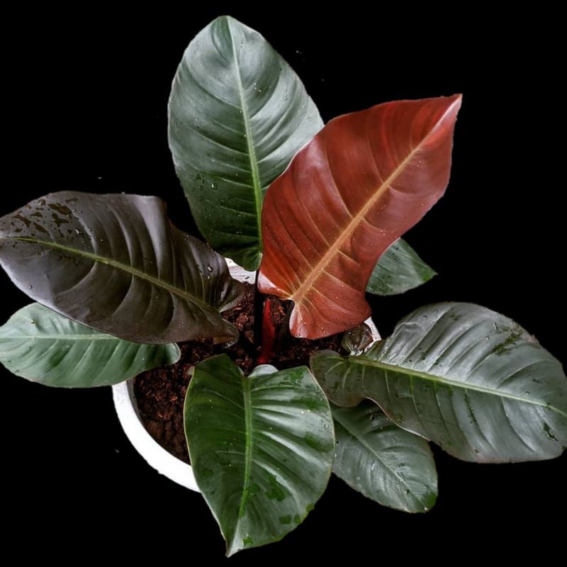 PHILODENDRON BLACK CARDINAL ASLI - PRODUK ORIGINAL