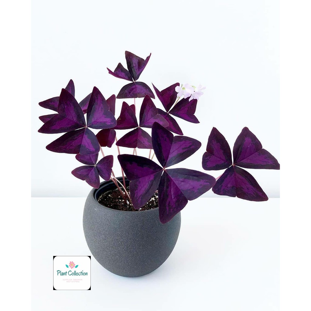 TANAMAN HIAS OXALIS TRIANGULARIS