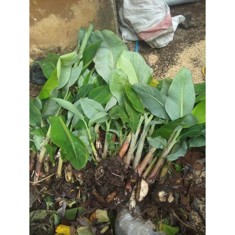 bibit pisang ambon kuning,ambon warangan,sunfresh