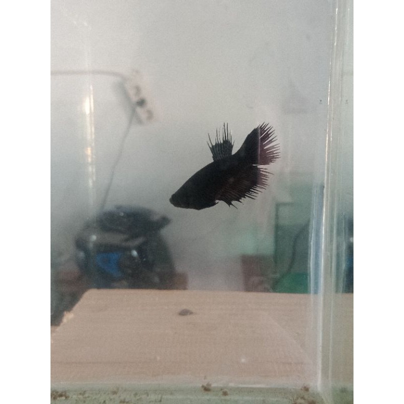 

black serit 2 ekor betina