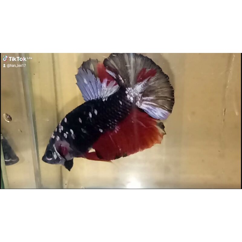 Ikan Cupang Jantan Avatar Cooper Gold