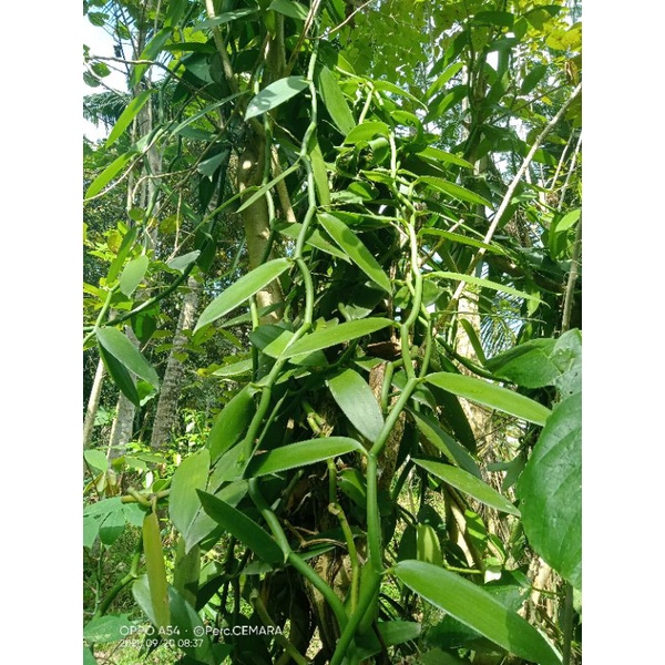 Bibit Tanaman Vanili