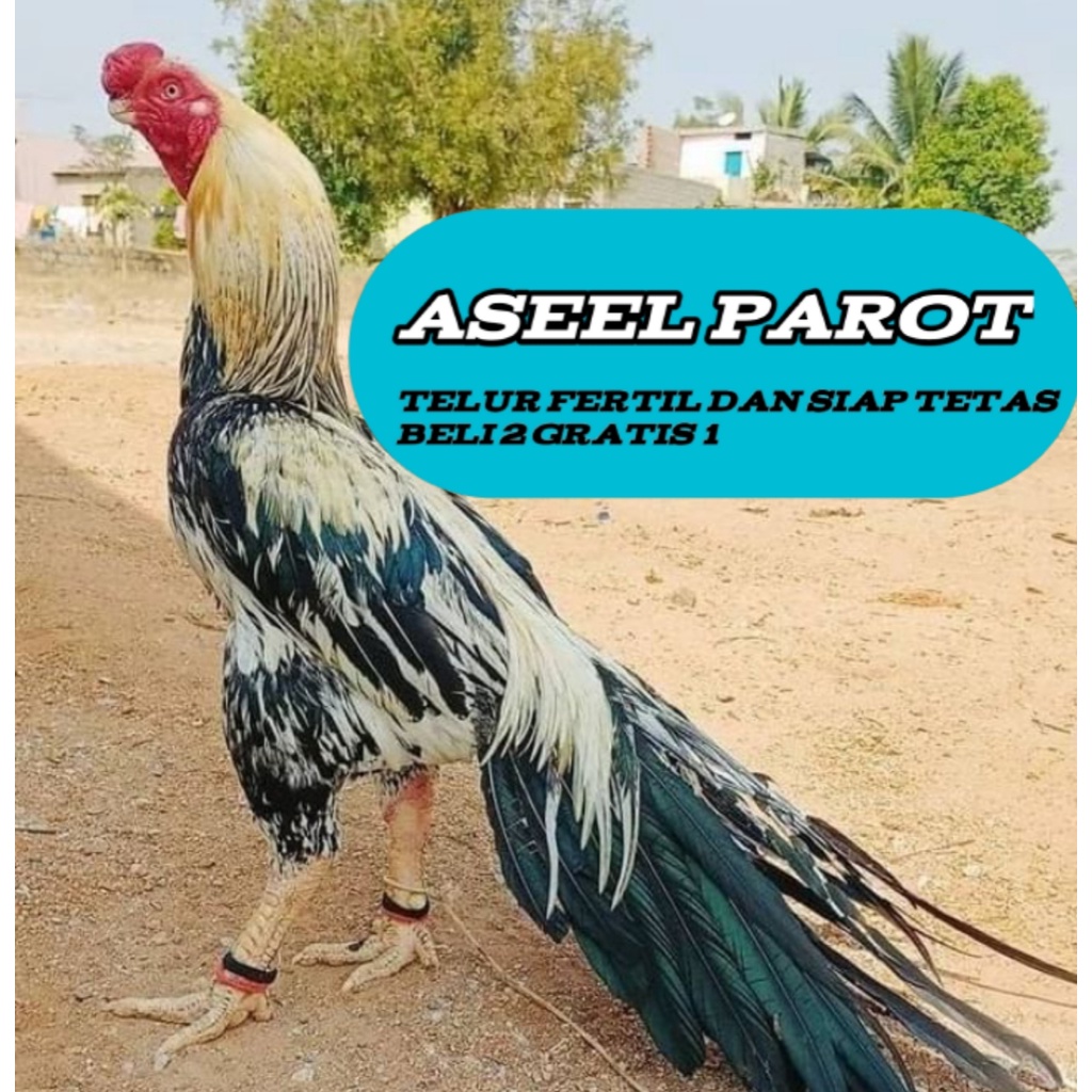 Telur ayam bangkok aseel parot