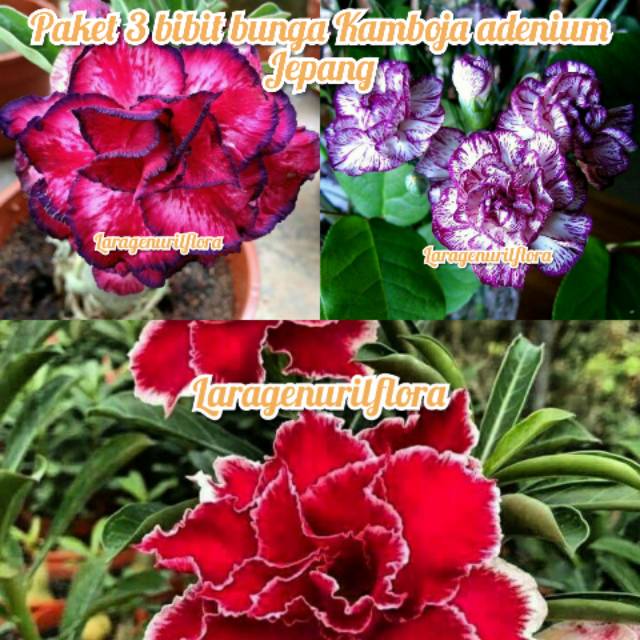 

Bibit Bunga Kamboja adenium Jepang paket 3.