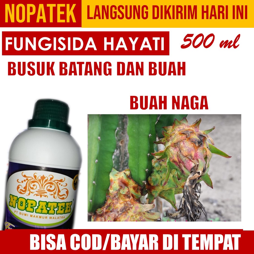 Jual Pupuk Buah Naga Terbaik Fungisida Obat Busuk Batang Dan Buah Buah Naga Nopatek Isi Ml