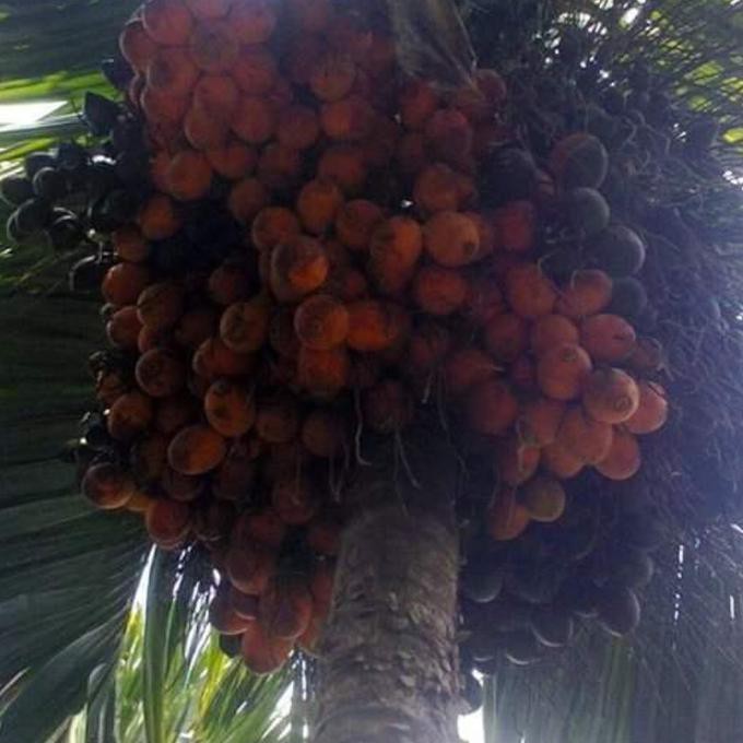 Original Bibit Buah Pohon Pinang Betara Unggul +_+