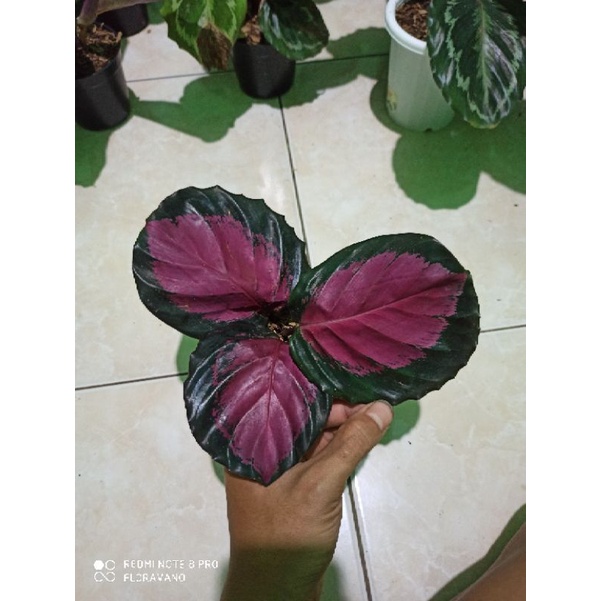 calathea roseopicta x crimson hybrid / cultivar